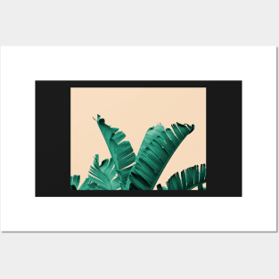 Palmtree Posters and Art